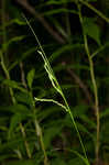 Roan Mountain sedge